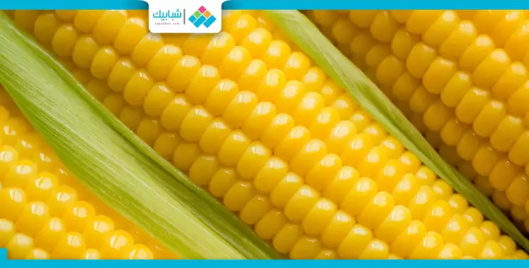 سعر طن الذرة الصفراء في مصر اليوم الاثنين 26 يونيو 2023