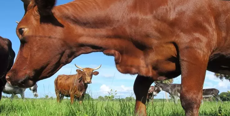 مرض جنون البقر في البرازيل.. هل تم تعليق استيراد اللحوم من هناك؟