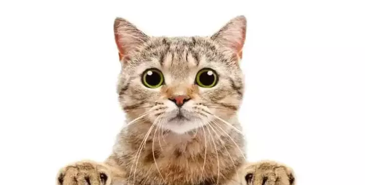مفاجأة بشأن فيديو القطة في الخلاط الذي أرعب رواد السوشيال ميديا