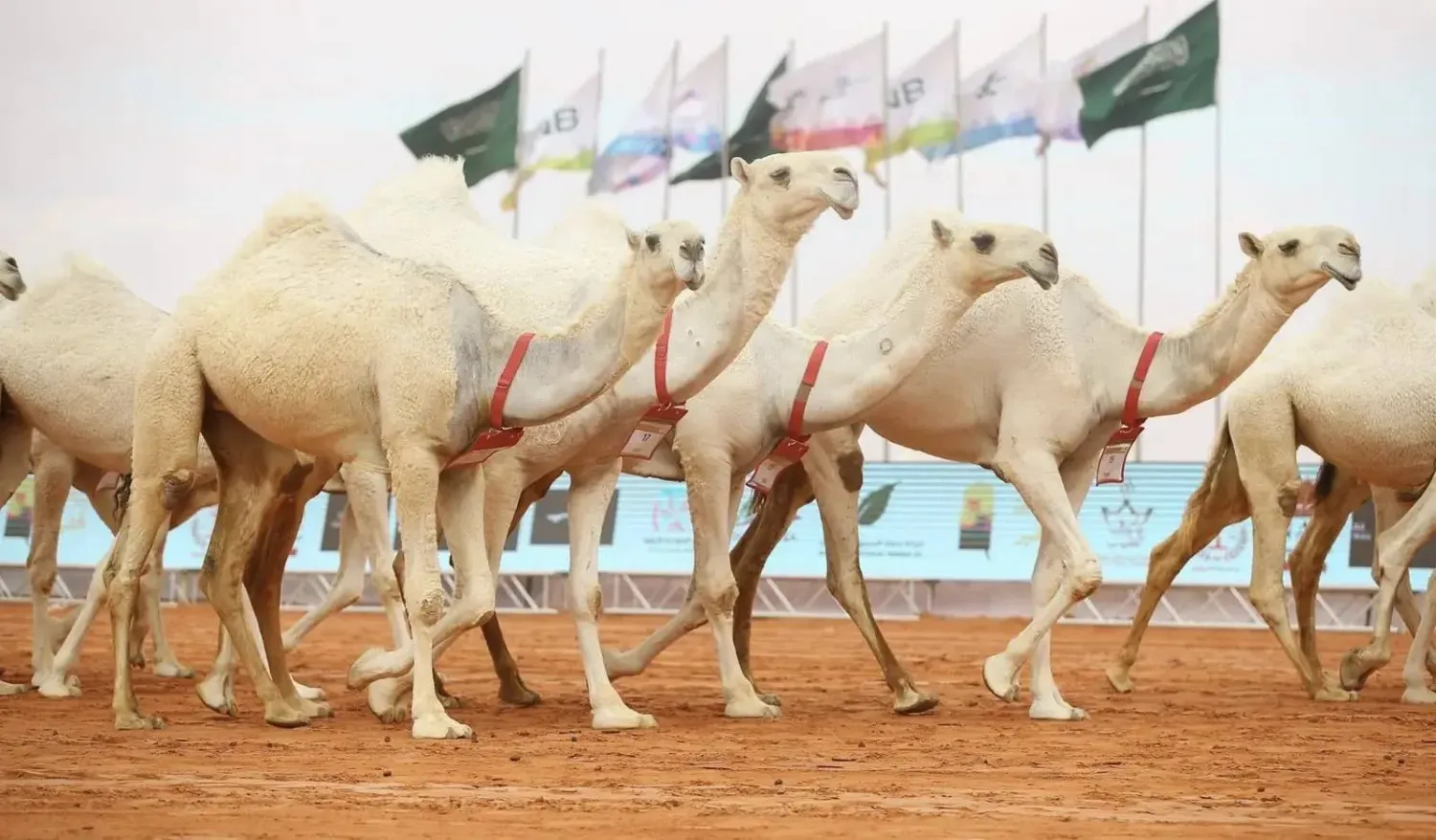 متى ينتهي مهرجان الملك عبدالعزيز للإبل 2025 1447؟