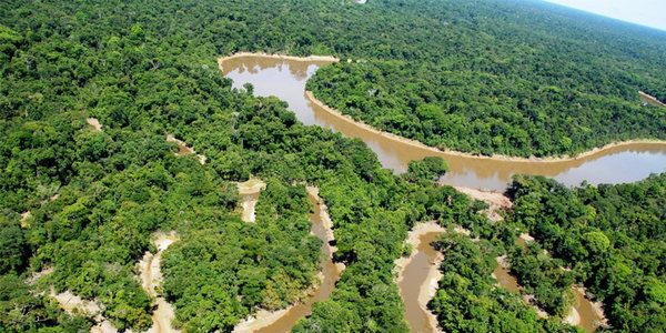 غابة الأمازون الطبيعة الخلابة والتجريف السافر شبابيك