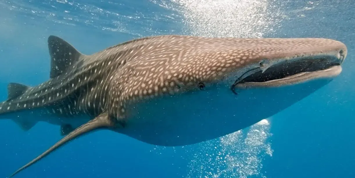 سقوط صيادي القرش الحوتي في قبضة الأمن