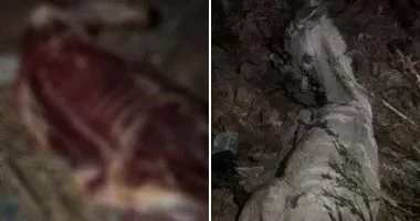 بسبب اكتشاف حمار مذبوح ومسلوخ.. حملة على مطاعم الغربية