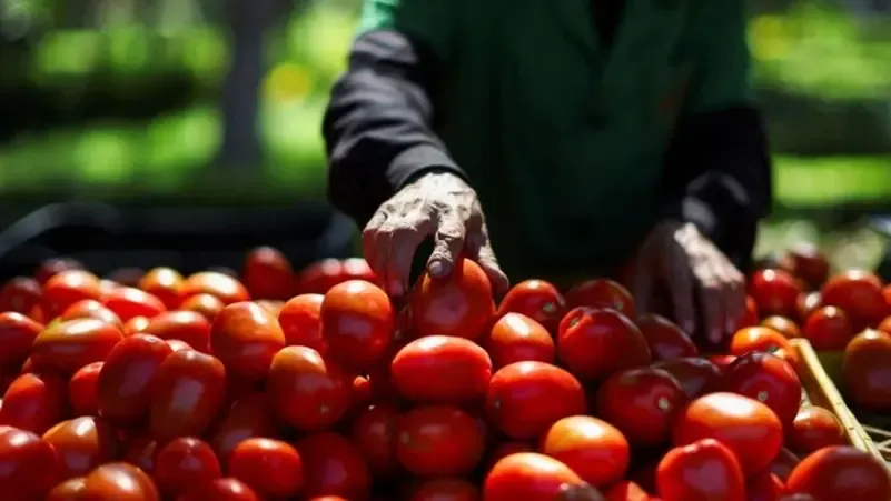 رئيس الوزراء يوضح سبب زيادة سعر الطماطم.. تجاوزنا المشكلة والأسعار هتنخفض