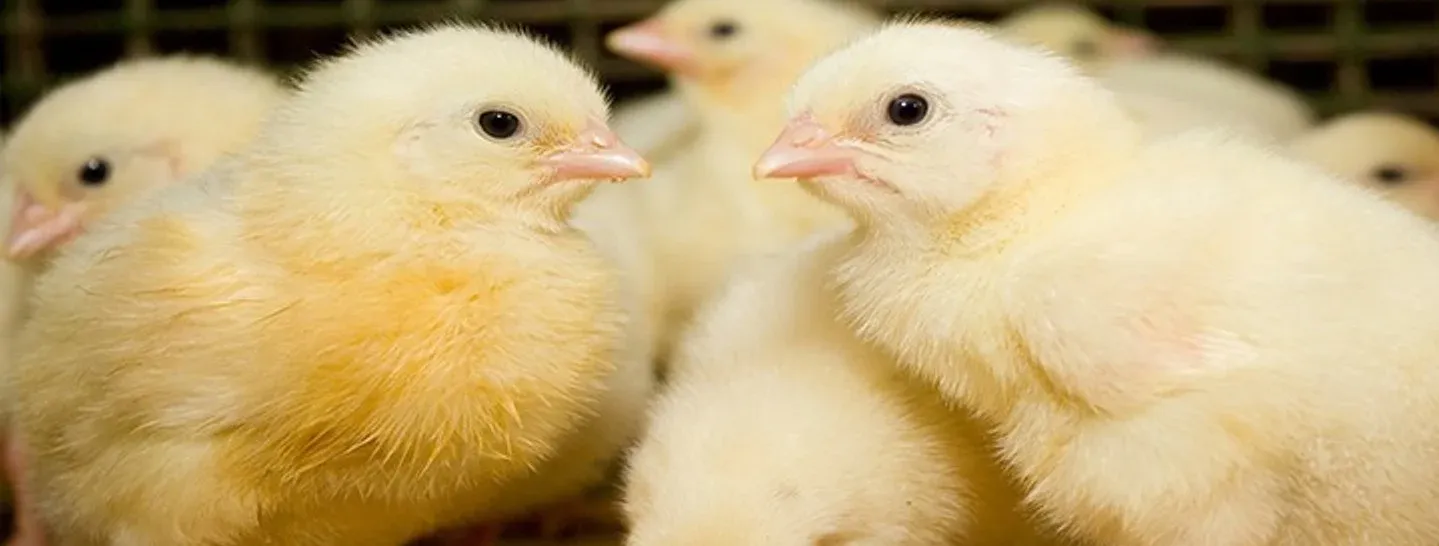 بورصة الكتاكيت اليوم.. الأسعار وسبب الارتفاع الجنوني مطلع 2026