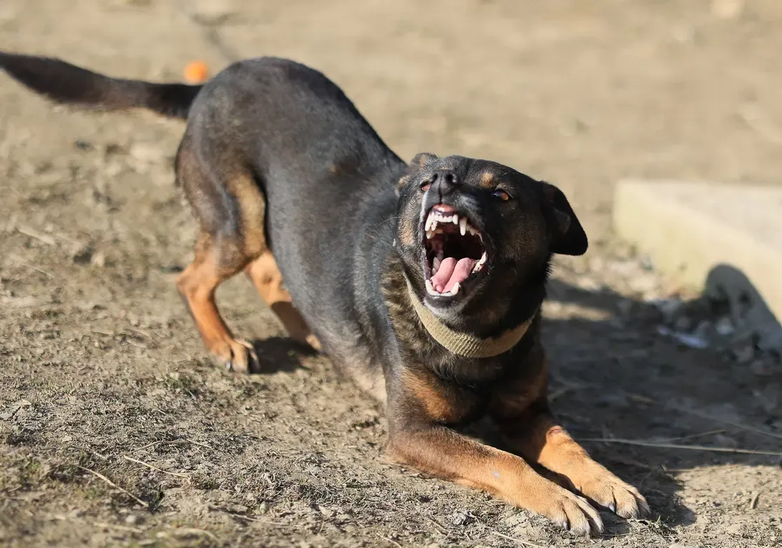 كلب مسعور يهجم على 18 شخصا في أسيوط.. تفاصيل الواقعة