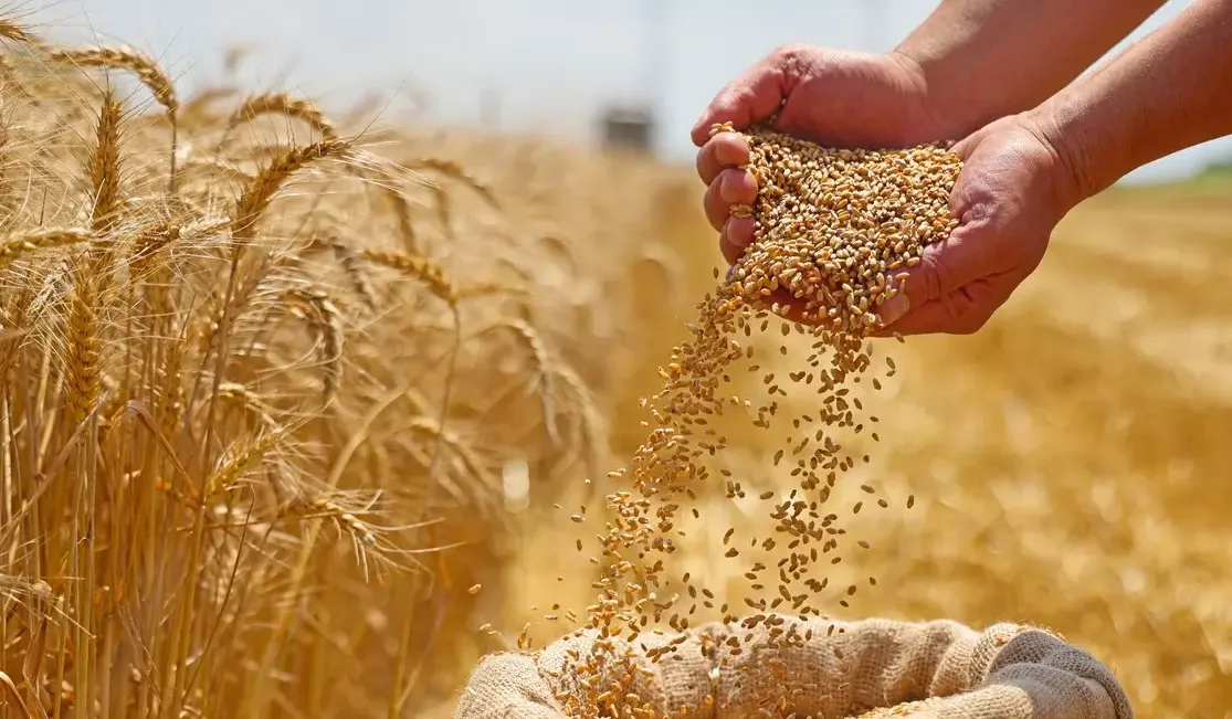 سعر توريد القمح 2026 الرسمي من الحكومة