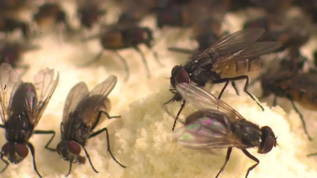 انفجار ربيعي.. خبير يكشف سبب انتشار الذباب في مصر خلال الفترة الحالية