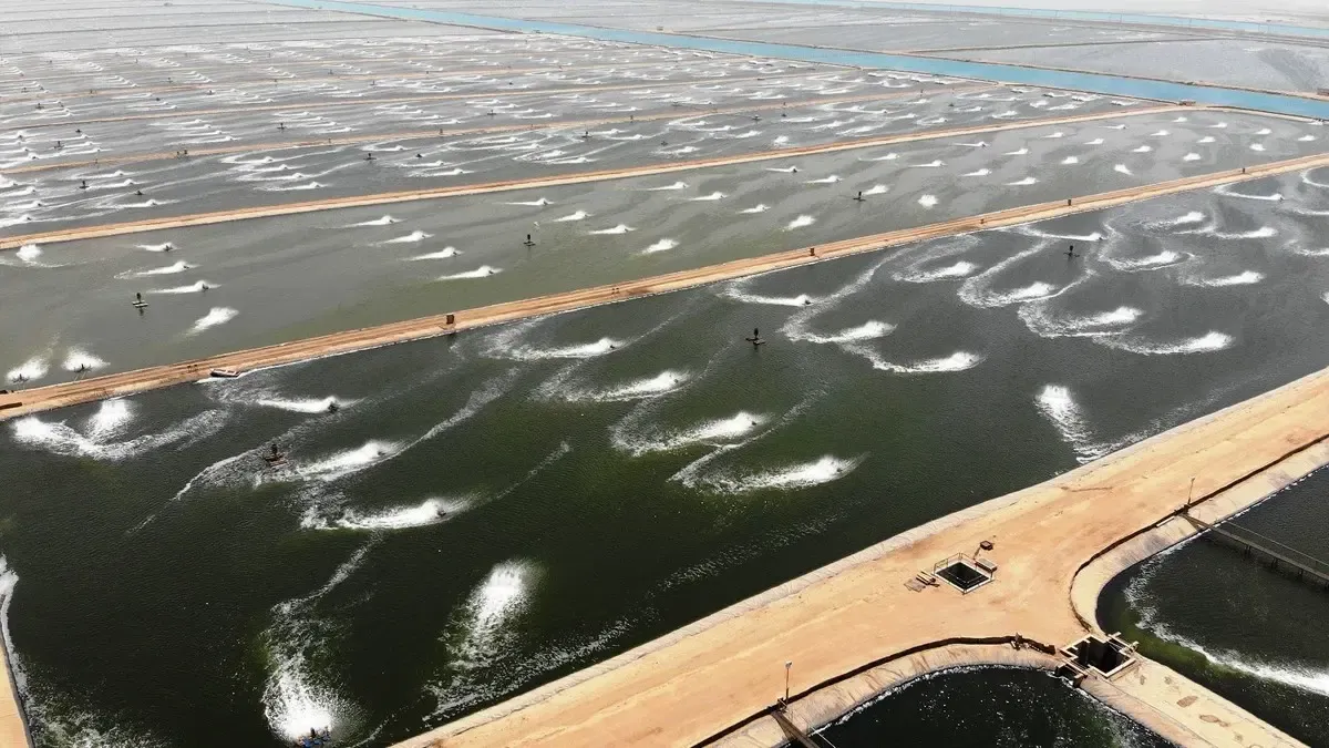 انضمام مصر لقائمة دول تصدير الاستزراع السمكي للاتحاد الأوربي.. ماذا يعني ذلك؟