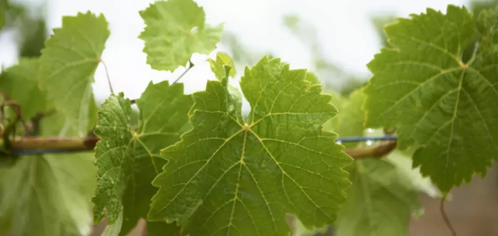 سعر ورق العنب قبل رمضان 2026.. قفزة في الأسواق