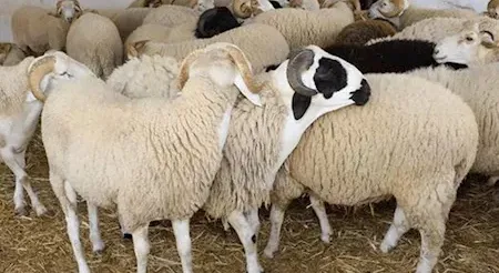 هل يجوز شراء الأضحية بالتقسيط؟.. الإفتاء تعلن الحكم الشرعي