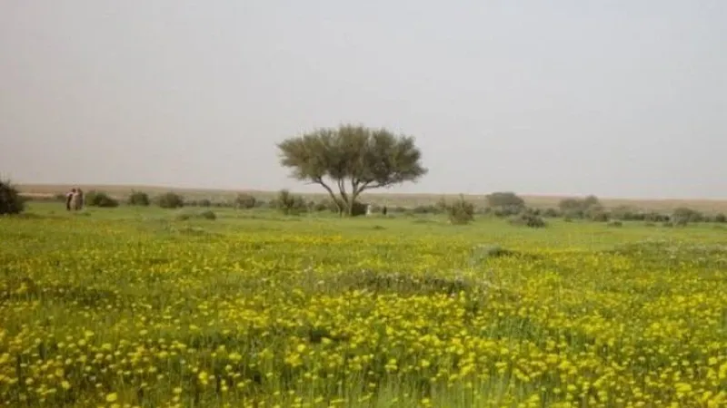 بالأيام والتواريخ.. تعرف على كم باقي على الوسم 1448؟