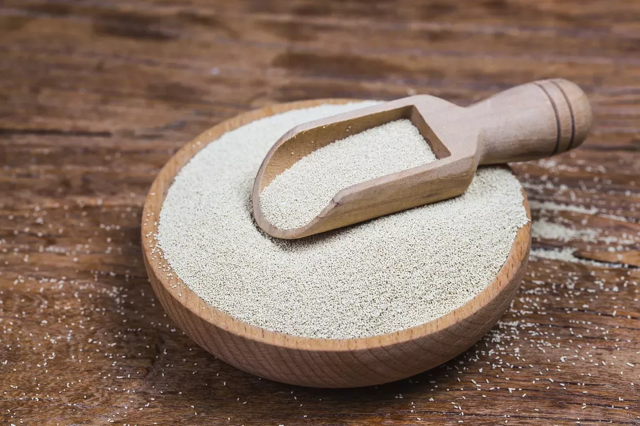 الخميرة المستخدمة في صناعة الخبز ما هي إلا فطر وحيد الخلية ينتمي إلى الفطريات اللزجة المختلطة