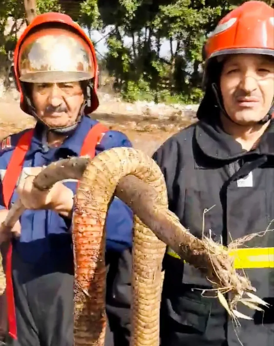 حالة رعب.. الحماية المدنية تتدخل لقتل كوبرا ضخمة ظهرت أعلى شجرة في السنطة