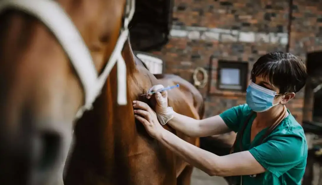 الأوراق المطلوبة للتقديم في مسابقة الأطباء البيطريين 2026