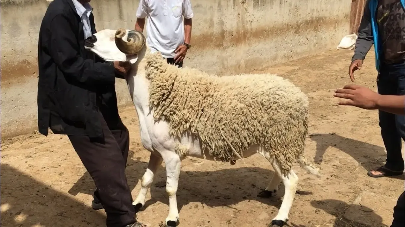 عيد الأضحى يوم أيه 1447هـ/2026؟ وموعد استطلاع الهلال