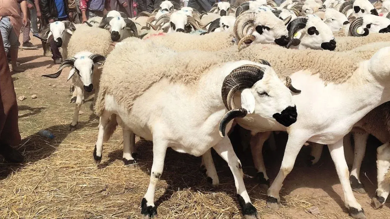 متى عيد الأضحى 2026 في مصر؟.. اعرف موعد العطلة