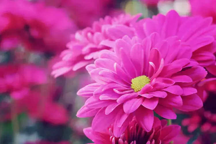 الورد جميل.. لو هتجيب بوكيه في عيد الحب دي الأسعار والأنواع شبابيك