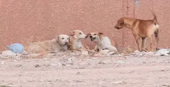 ضبط شابين وكلبيهما بتهمة التعدي على اثنين من كلاب الشوارع