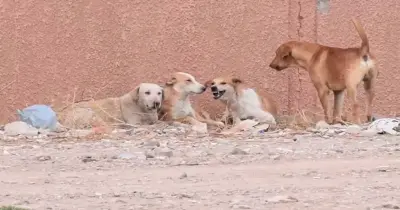 ضبط شابين وكلبيهما بتهمة التعدي على اثنين من كلاب الشوارع