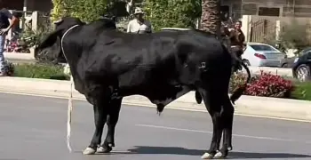 مطاردة عجل هارب أعلى كوبري الشون بالمحلة الكبرى (فيديو)