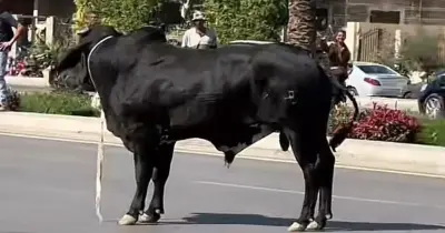 مطاردة عجل هارب أعلى كوبري الشون بالمحلة الكبرى (فيديو)