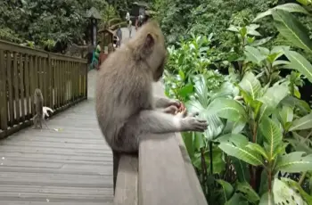 بيتنطط في البلكونات.. التفاصيل الكاملة لواقعة هروب قرد من حديقة خاصة بالمنوفية (فيديو)