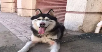 فيديو تعذيب كلب هاسكي بواسطة طبيب بيطري