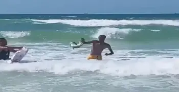 ظهور تمساح في شاطئ الإسكندرية يرعب المصيفين