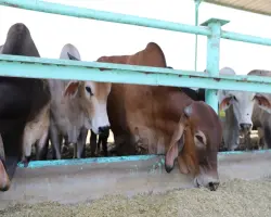 سعر صك الأضحية من وزارة الأوقاف 2026 البلدي والمستورد