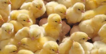 كم سعر الكتكوت الأبيض اليوم في جميع الشركات؟.. اعرف آخر التطورات