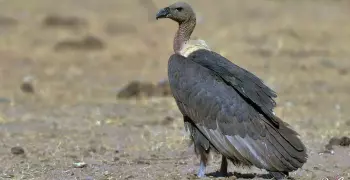 معلومات عن النسر.. الطائر الأصلع الذي يتسكّع حول الجيوش