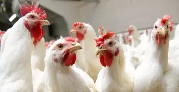 أسعار الدواجن اليوم الأربعاء 1 مايو 2019