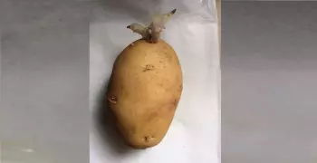 الرئيس الأسبق للمركز القومي للبحوث يتحدث عن حقيقة وجود سموم خطيرة في «بطاطس البراعم»