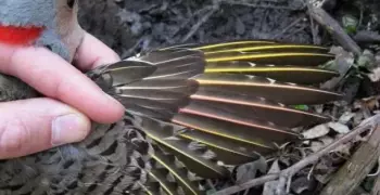 طيور تُغيِّر لون ريشها ؟..  تعرَّف على السبب