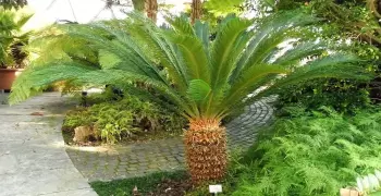 معلومات عن نبات السيكاس السام.. يشتريه الأغنياء للزينة ويسبب الفشل الكلوي