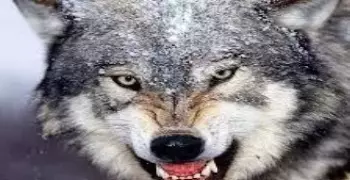 24 اسم من أسماء الذئب الذي شهد بنبوة الرسول محمد