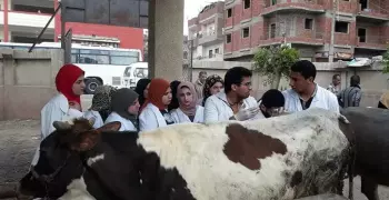 طب بيطري بنها تطلق قافلة شاملة لقرى مدينة قها (صور)
