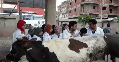 طب بيطري بنها تطلق قافلة شاملة لقرى مدينة قها (صور)