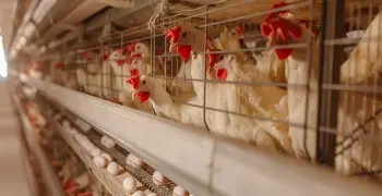 من أنواع مساكن الدواجن.. أكمل مع الشرح