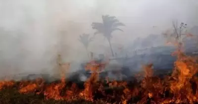 بعد الأمازون.. نشوب حرائق في غابات حوض الكونغو «رئة الأرض الثانية»