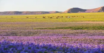 كم باقي على الوسم 1447 2025؟.. العد التنازلي