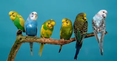 حظر استيراد طيور الزينة.. وزارة الزراعة: نواجه الأمراض الوبائية