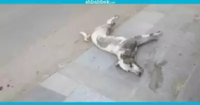 بالفيديو.. جابر نصار يعتذر عن سم كلاب الجامعة