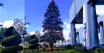 طلاب بجامعة «MUST» يلتقطون صورا تذكارية بجوار شجرة الكريسماس