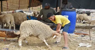 سعر ذبح الأضحية 2025.. الجزار ياخد كام في العجل والجمل والخروف والماعز؟