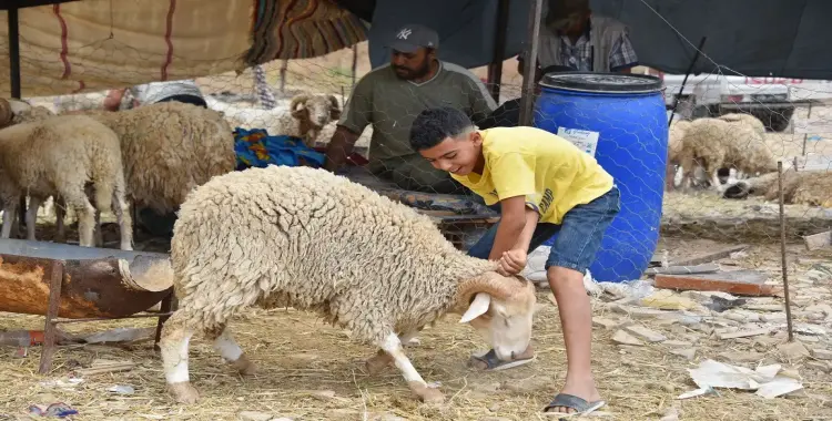  غرامة ذبح الأضحية بالشارع تصل إلى 10 آلاف جنيها.. محافظ القاهرة يعلن قيمتها رسميا 