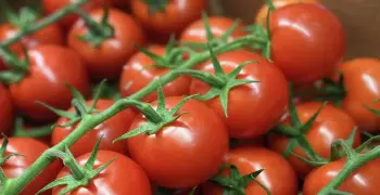 سعر الطماطم اليوم ترتفع في الأسواق.. اعرف وصلت لكام