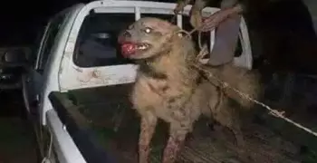 ما هو شكل السلعوة الحقيقي وكيف يمكن تمييزها