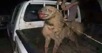 ما هو شكل السلعوة الحقيقي وكيف يمكن تمييزها